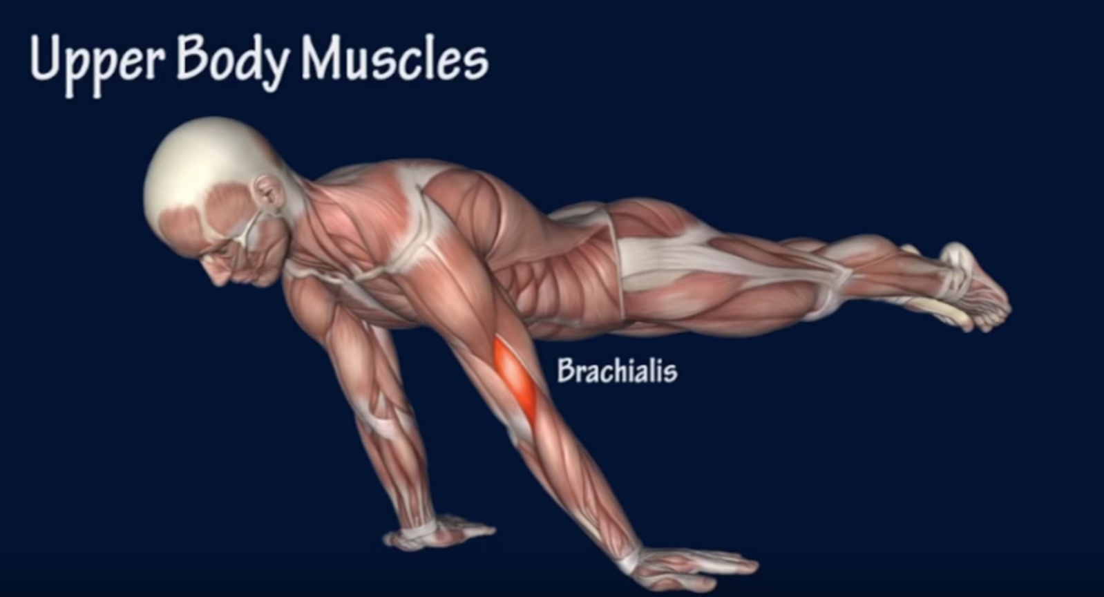 Я использую мускулы для доминирования. Горизонт мышцы. Мышцы при горизонте. Планш мышцы. Мышцы работающие в горизонте.